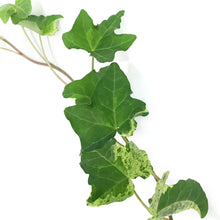 Load image into Gallery viewer, Ivy, 4in, Luzii
