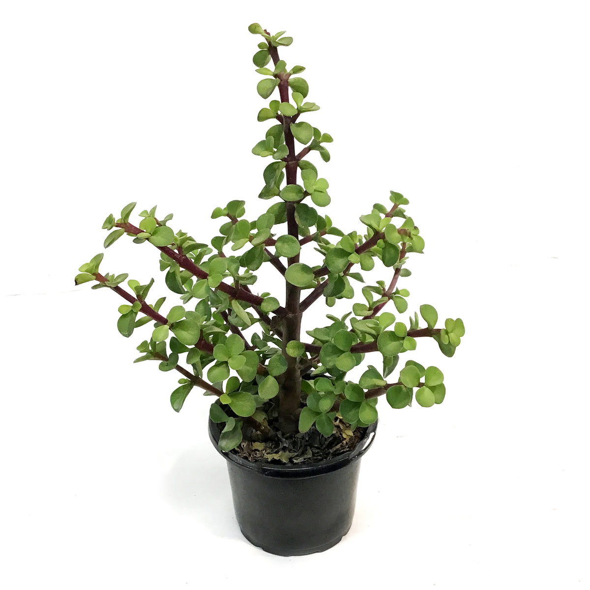 Portulacaria, 4in, Bush
