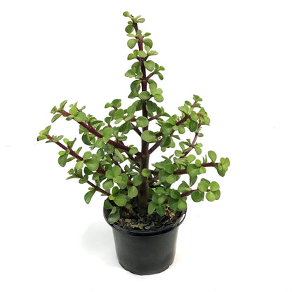Portulacaria, 4in, Bush
