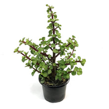 Load image into Gallery viewer, Portulacaria, 4in, Bush
