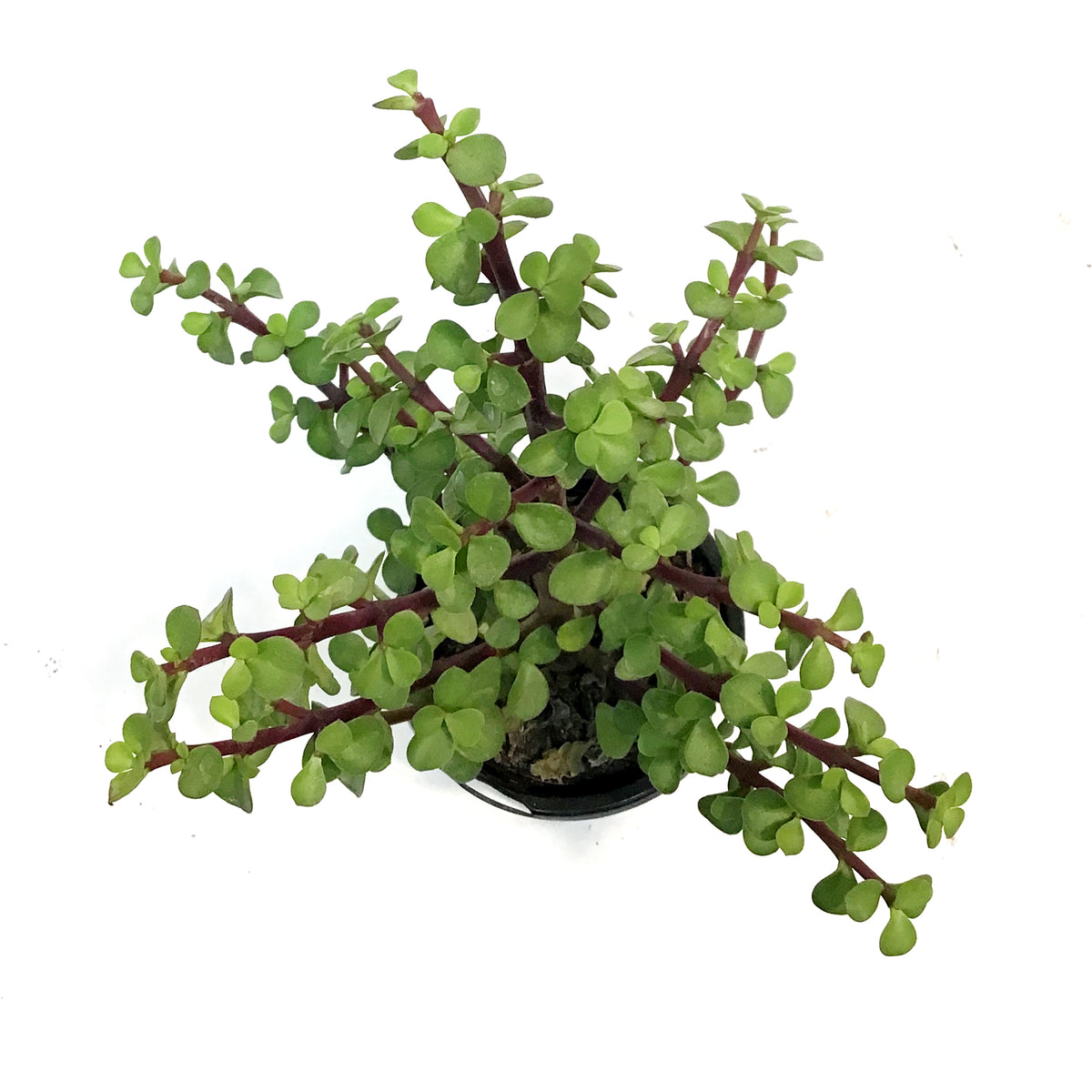 Portulacaria, 4in, Bush