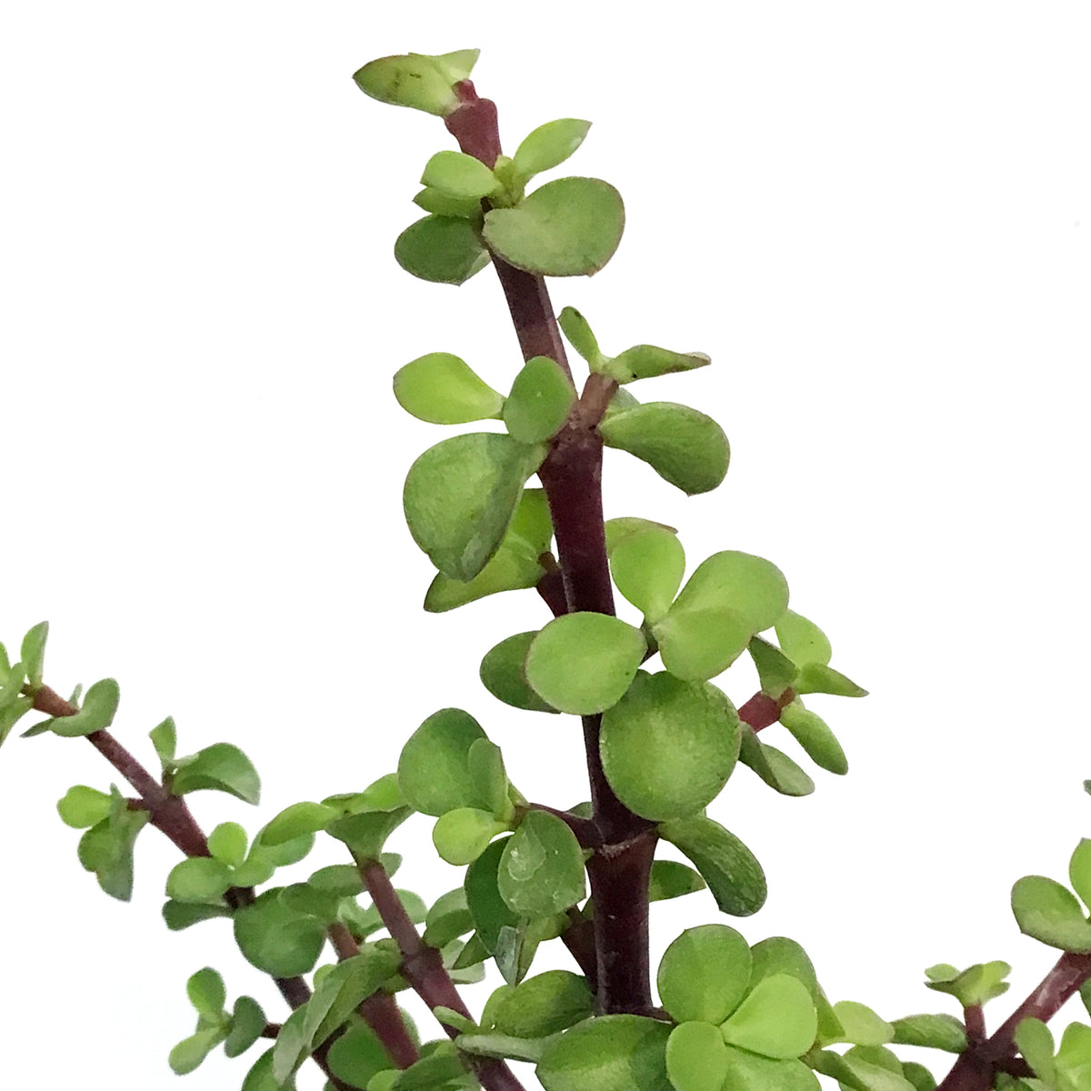 Portulacaria, 4in, Bush
