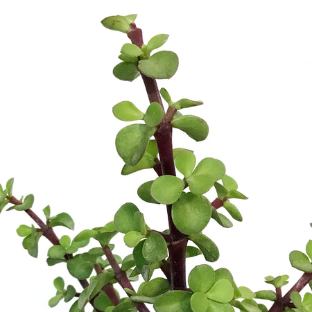 Portulacaria, 4in, Bush