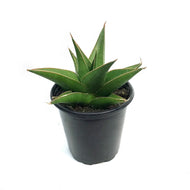 Sansevieria, 3.5in, Tower Blue