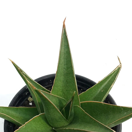 Sansevieria, 3.5in, Tower Blue