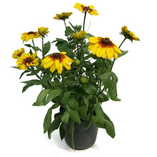 Load image into Gallery viewer, Planter, 9in, In&amp;Out OPV Sunbeckia
