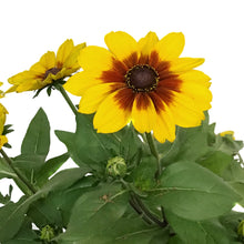 Load image into Gallery viewer, Planter, 9in, In&amp;Out OPV Sunbeckia

