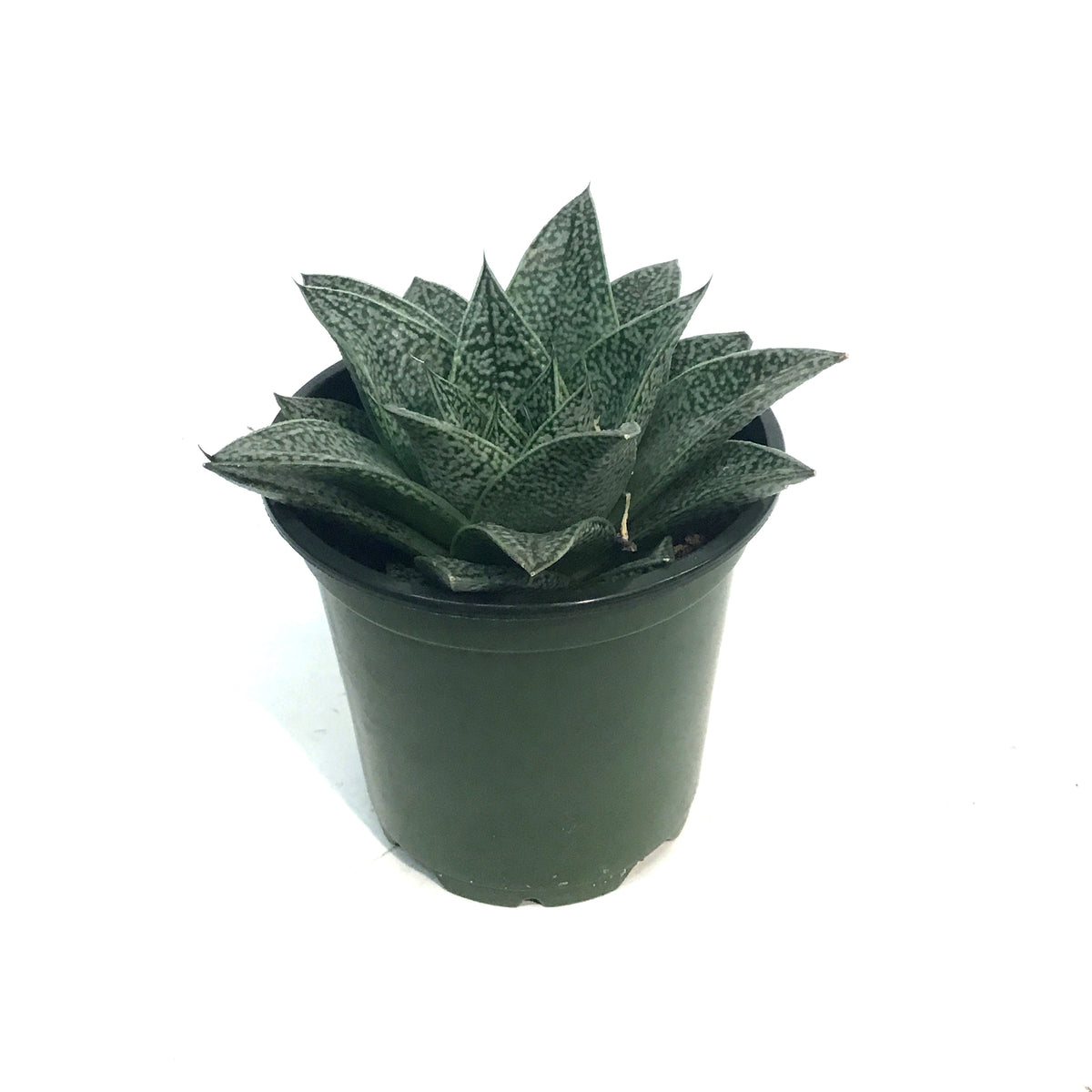 Haworthia, 4in, Robin