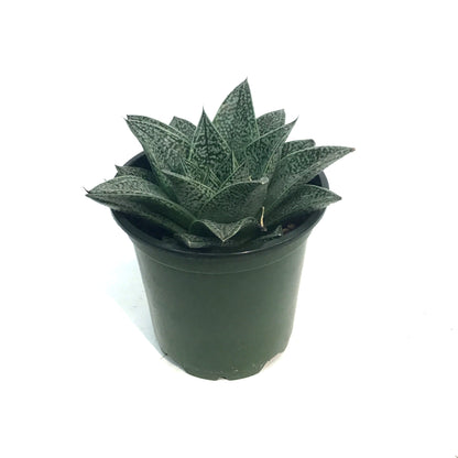 Haworthia, 4in, Robin