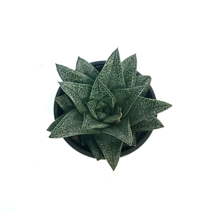 Haworthia, 4in, Robin