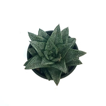 Load image into Gallery viewer, Haworthia, 4in, Robin

