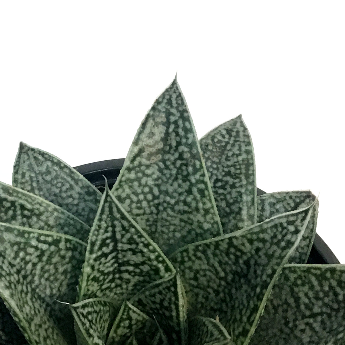 Haworthia, 4in, Robin