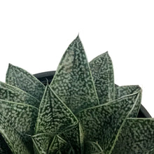 Load image into Gallery viewer, Haworthia, 4in, Robin
