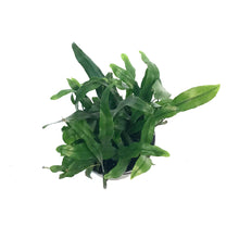 Load image into Gallery viewer, Fern, 4in, Wart
