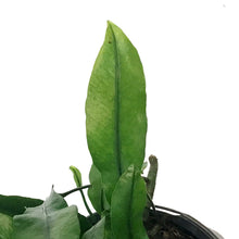 Load image into Gallery viewer, Fern, 4in, Wart
