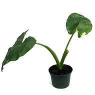 Alocasia, 6in, Macrorrhiza Variegated