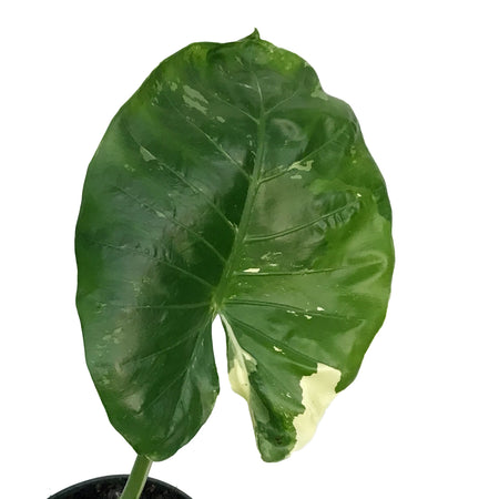 Alocasia, 6in, Macrorrhiza Variegated