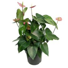 Load image into Gallery viewer, Anthurium, 8in, Anouk Purple
