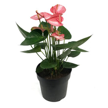 Load image into Gallery viewer, Anthurium, 8in, Livium

