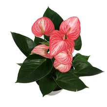 Load image into Gallery viewer, Anthurium, 8in, Livium
