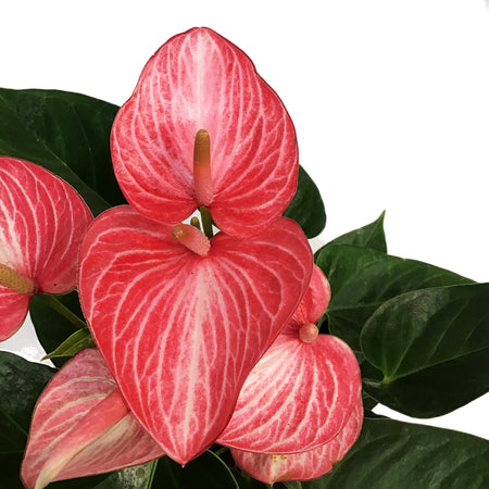 Anthurium, 8in, Livium