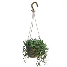 Load image into Gallery viewer, Succulent, 6in HB, Senecio Herreianus Purple Flush
