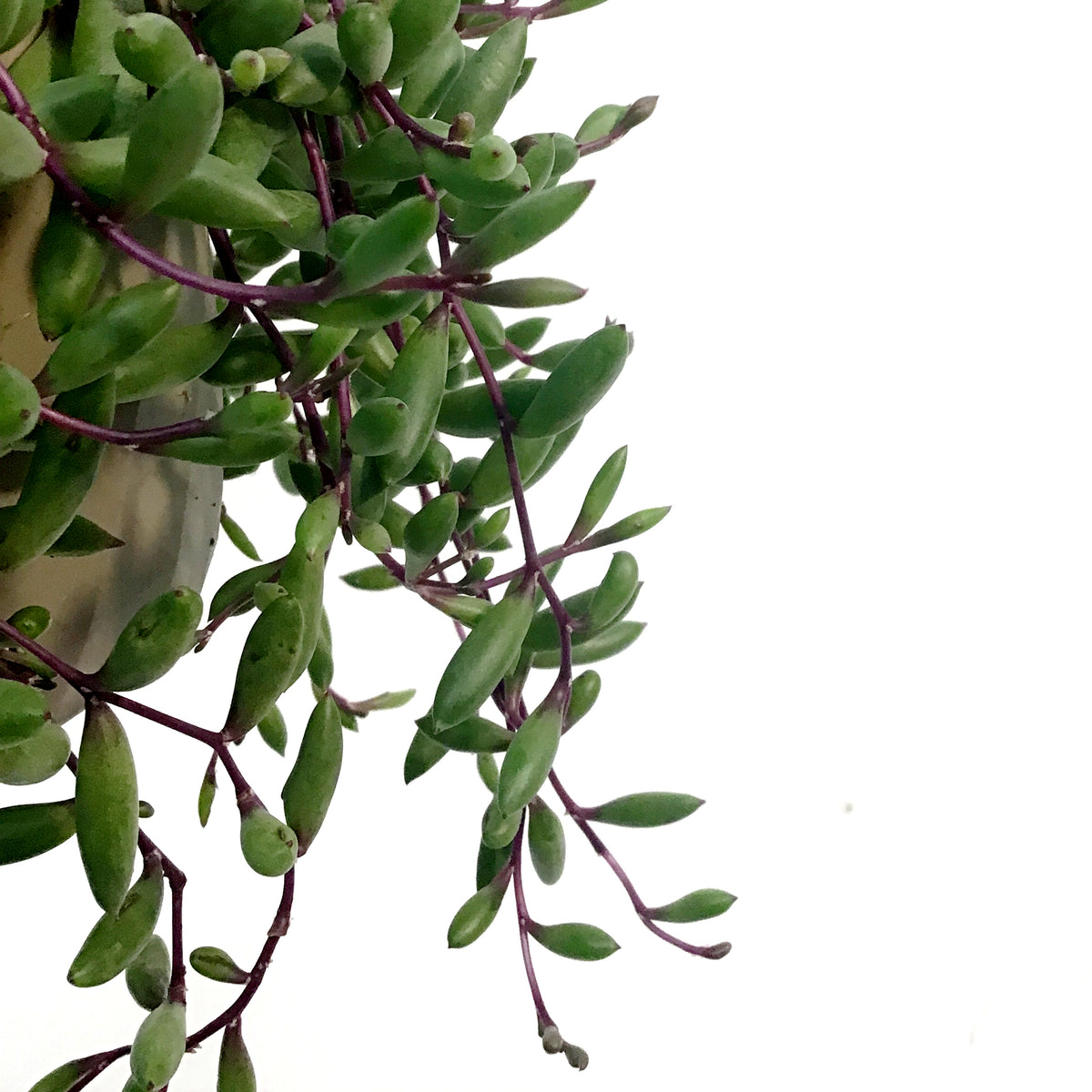 Succulent, 6in HB, Senecio Herreianus Purple Flush