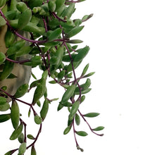 Load image into Gallery viewer, Succulent, 6in HB, Senecio Herreianus Purple Flush
