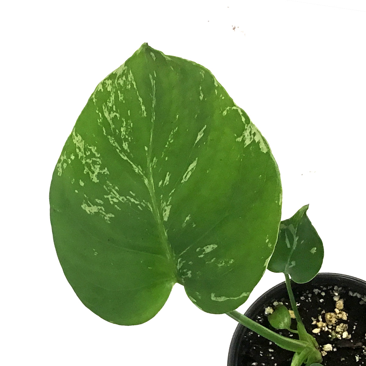 Monstera, 4in, Bulbasaur