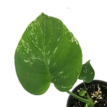 Load image into Gallery viewer, Monstera, 4in, Bulbasaur
