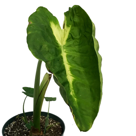 Colocasia, 6in, White Lava