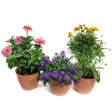 Load image into Gallery viewer, Planter, 8in  Summer Terracotta Pot Assorted
