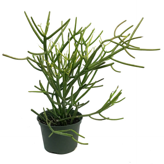 Succulent, 6in, Euphorbia Pencil