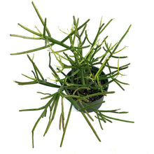 Load image into Gallery viewer, Succulent, 6in, Euphorbia Pencil
