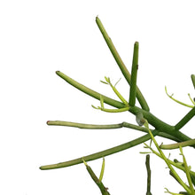 Load image into Gallery viewer, Succulent, 6in, Euphorbia Pencil
