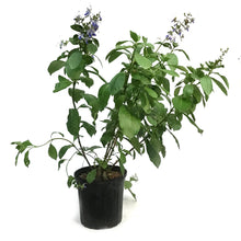 Load image into Gallery viewer, Butterfly Bush, 10in, Blue
