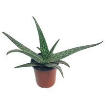 Load image into Gallery viewer, Aloe Vera, 9cm, Equator
