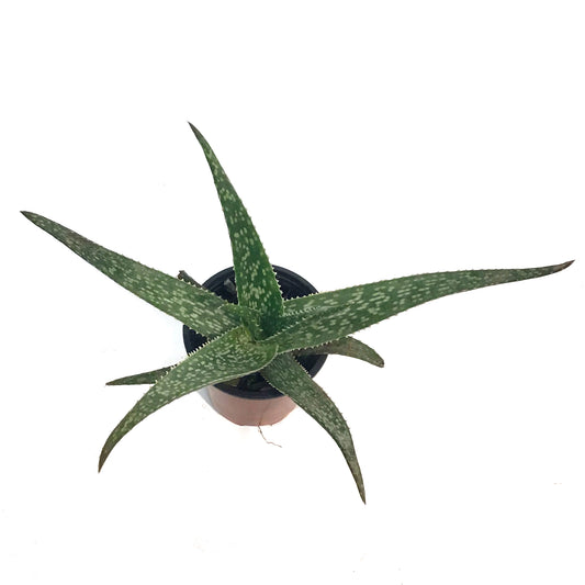 Aloe Vera, 9cm, Equator