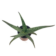 Load image into Gallery viewer, Aloe Vera, 9cm, Equator
