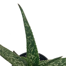 Load image into Gallery viewer, Aloe Vera, 9cm, Equator
