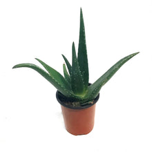 Load image into Gallery viewer, Aloe Vera, 9cm, Tropical
