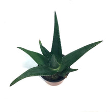 Load image into Gallery viewer, Aloe Vera, 9cm, Tropical
