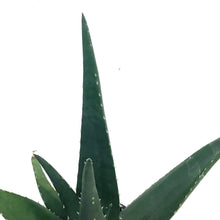Load image into Gallery viewer, Aloe Vera, 9cm, Tropical
