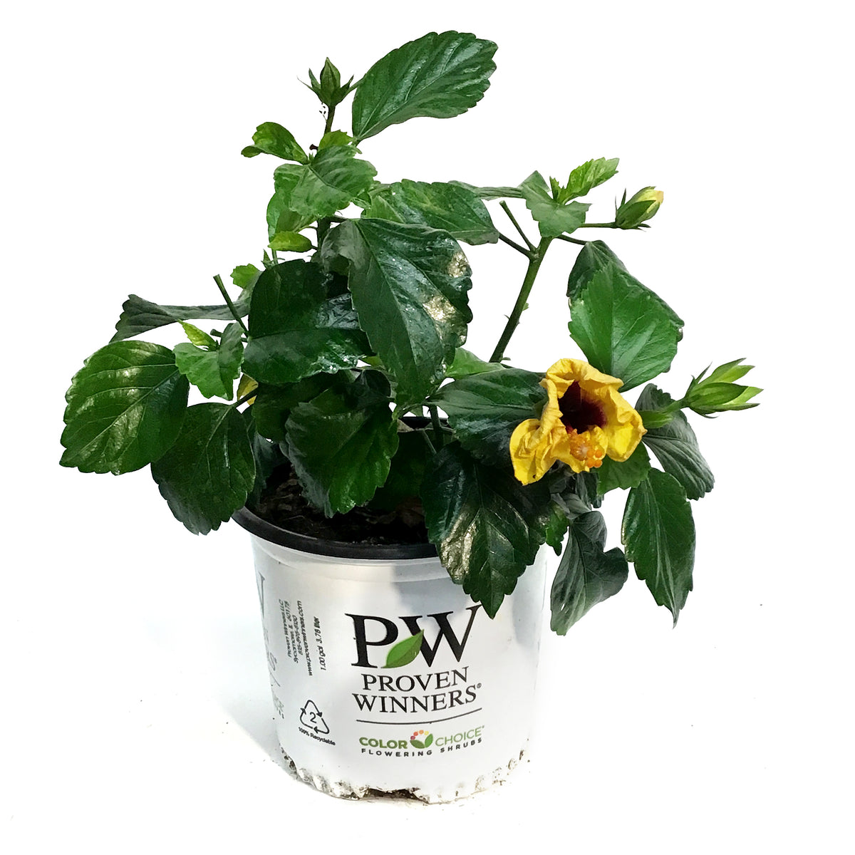 Hibiscus, 8in, Hollywood, Rico Suave