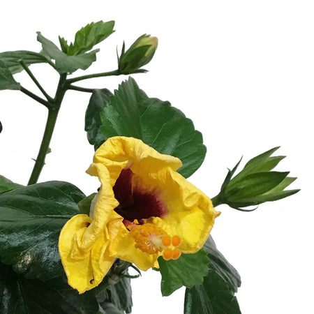 Hibiscus, 8in, Hollywood, Rico Suave