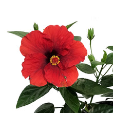 Load image into Gallery viewer, Hibiscus, 8in, Hollywood, Hot Shot
