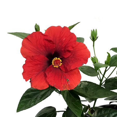 Hibiscus, 8in, Hollywood, Hot Shot