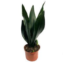 Load image into Gallery viewer, Sansevieria, 6in, Starry Sky
