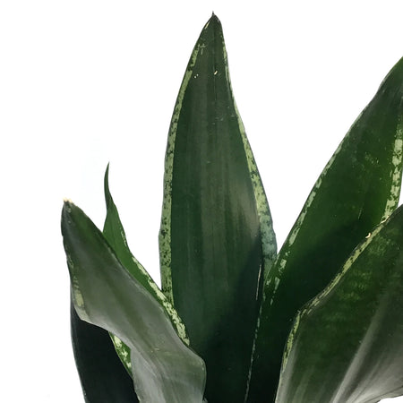 Sansevieria, 6in, Starry Sky