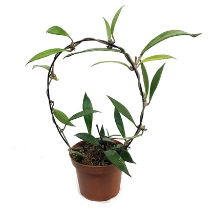 Hoya, 5in Hoop, Pubicalyx
